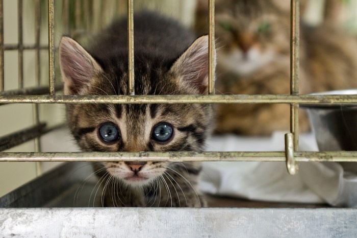 Op-Ed | The solution to New York City’s animal shelter crisis 2 The kitten looking from the cage