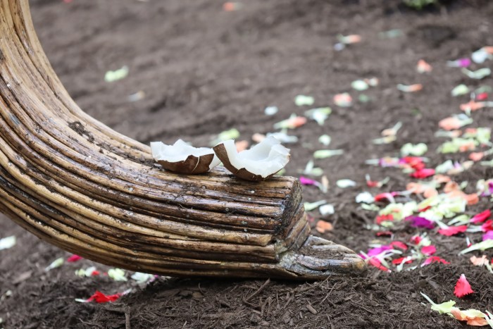 The elephants were given a ceremonial feeding during the blessing