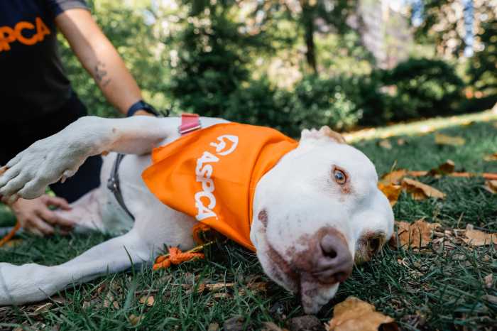 a white dog lounging on lawn for PAWS Act
