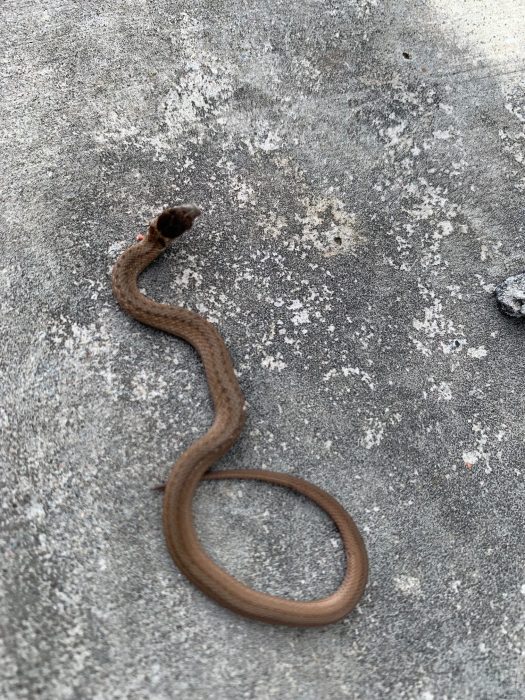 A ssssserious problem: Why are so many snakes dying at this Staten Island park? 2 snake in a concrete ditch in Brookfield Park on Staten Island