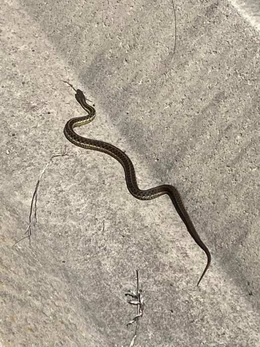 A ssssserious problem: Why are so many snakes dying at this Staten Island park? 3 snake on concrete in a park