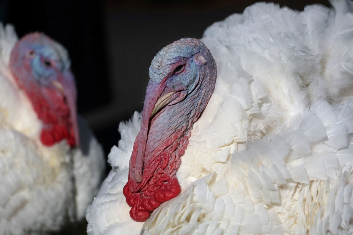 The National Thanksgiving Turkeys Peach and Blossom roam the South Lawn ahead of their pardoning by U.S. President Joe Biden during the annual ceremony at the White House in Washington, U.S., November 25, 2024. REUTERS/Leah Millis