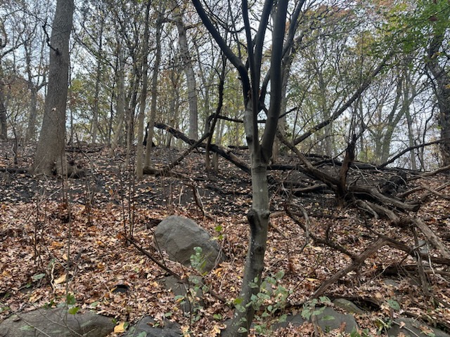 A burnt tree at the site of Friday's brush fire in Prospect Park.