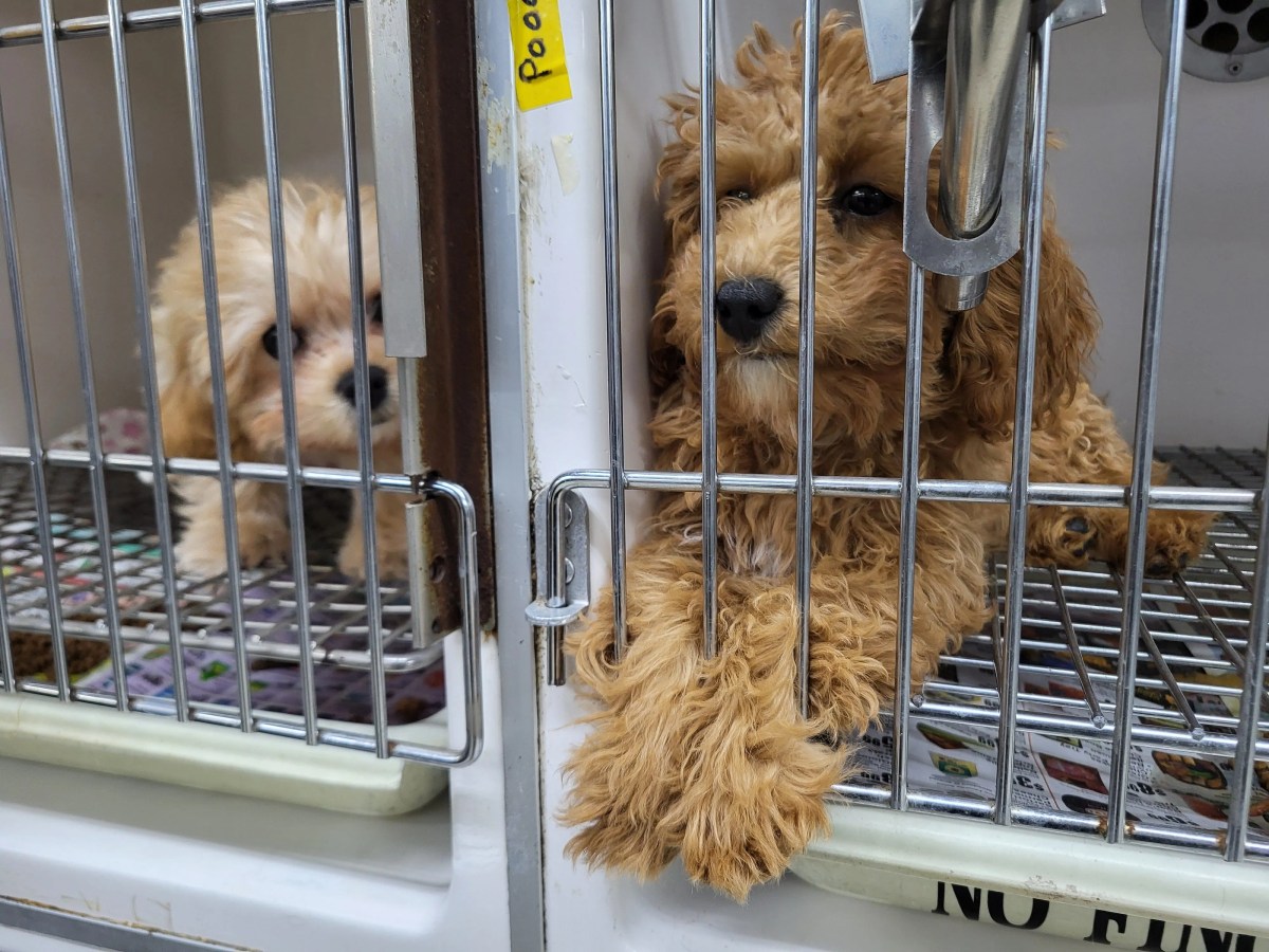 A doggone shame? NYC pet shop owners say statewide puppy/kitten sales ban is forcing them out of business 5