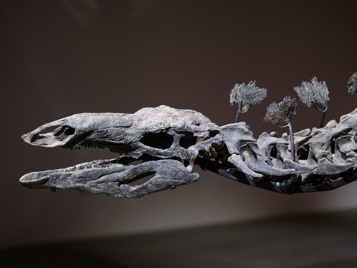 A colossal fossil! Big-boned new Stegosaurus joins lineup at American Museum of Natural History 3