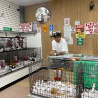 A doggone shame? NYC pet shop owners say statewide puppy/kitten sales ban is forcing them out of business 6 Brooklyn pet shop owner