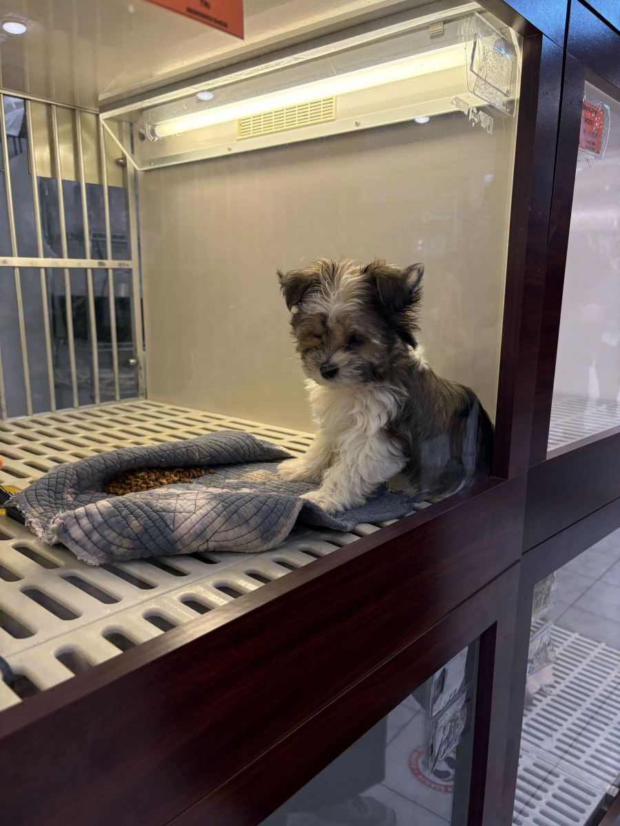 A puppy for sale at Citypets in Chelsea