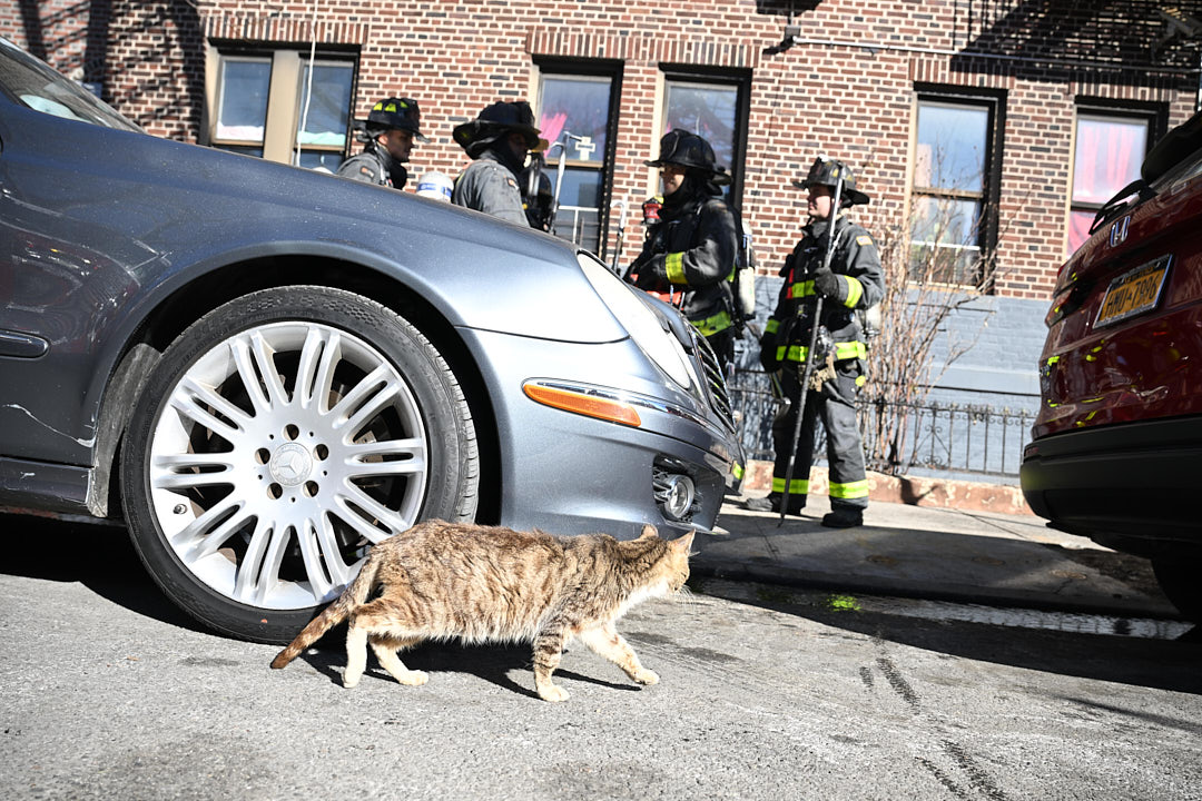 A cat escapes the fire apartment following a fire at 159 East 96 Street.