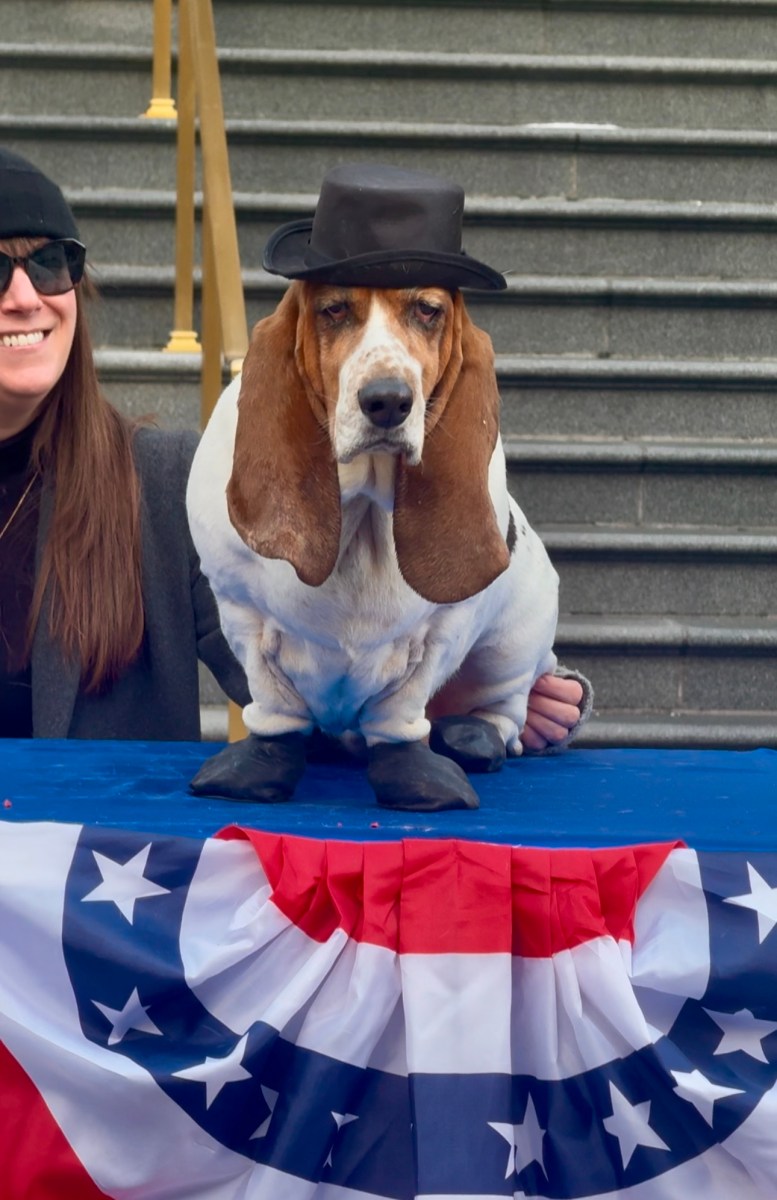 New York City inaugurates new dog mayor, Simon the Basset-Cattle Dog 2 Sally Long Dog in her mayor top hat