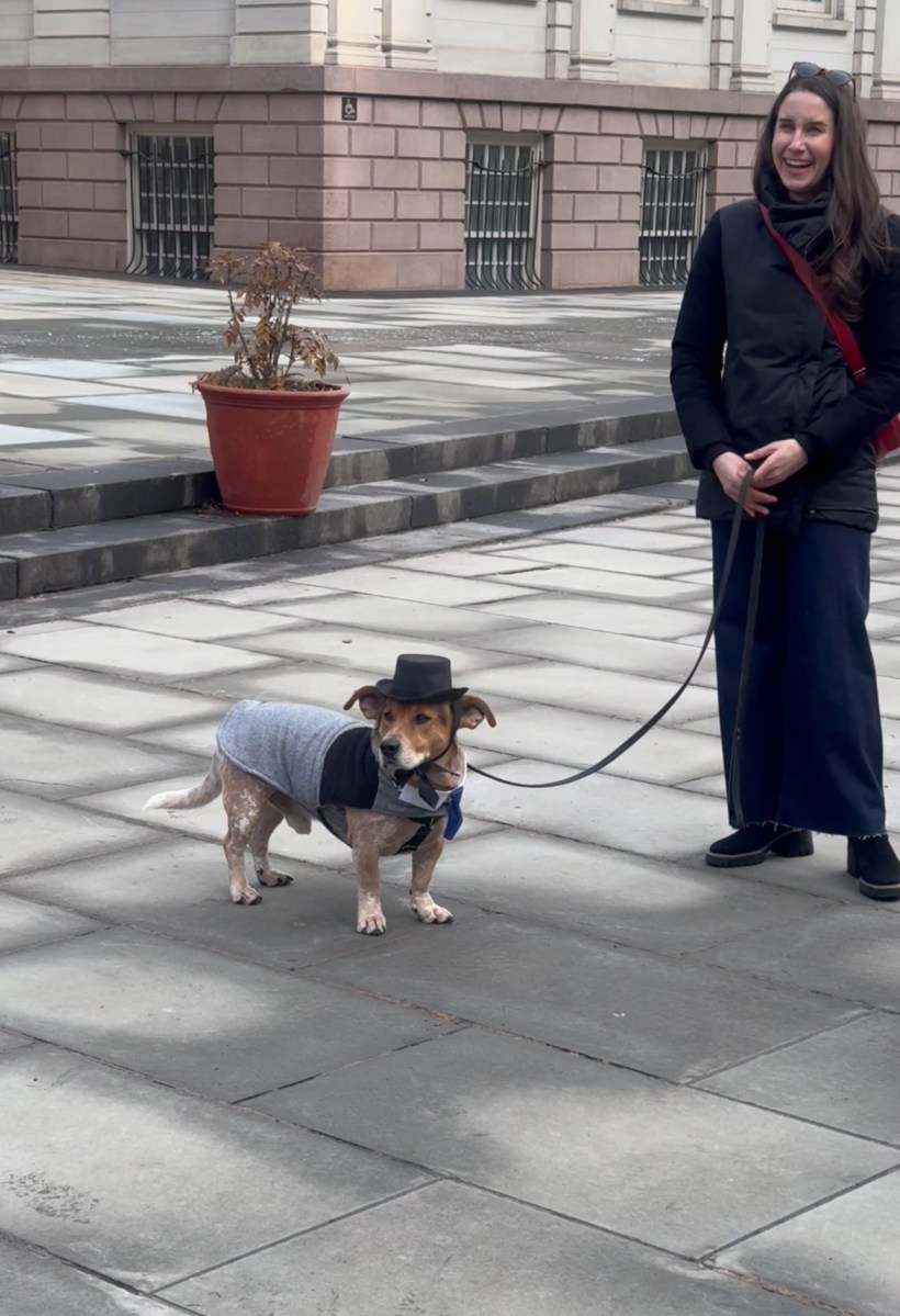 Simon the Basset-Cattle Dog in his mayor attire.
