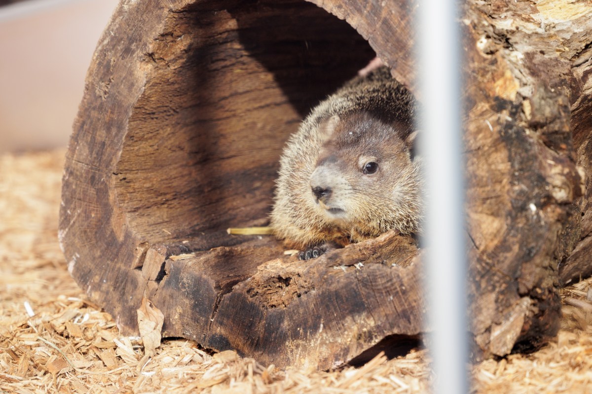 Staten Island Chuck shyly stays put in his log home, predicting an early spring during the annual Groundhog Day prediction at the Staten Island Zoo on Sunday, Feb. 2, 2025.