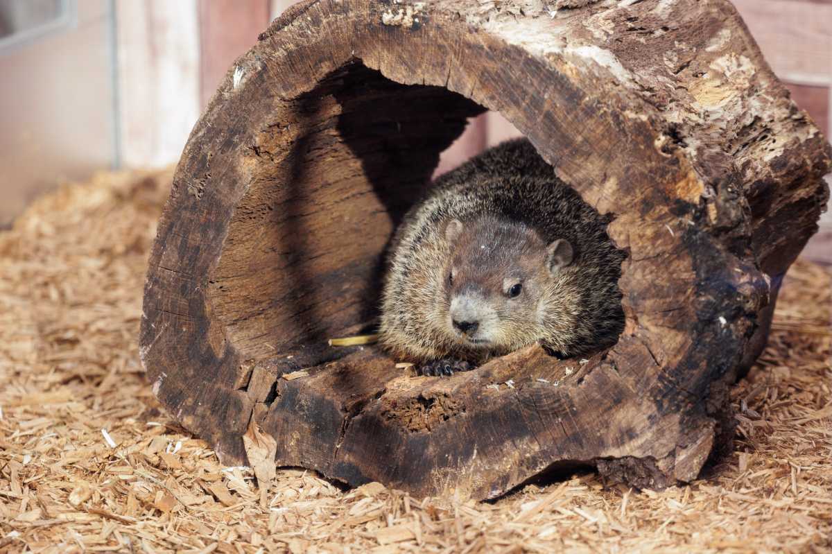 Here's what you need to know ahead of Groundhog Day next week amNewYork