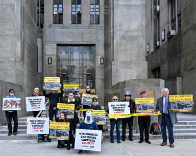 NYCLASS and animal rights activists rallied outside the Criminal Courthouse calling on the city council to pass Ryder's Law.