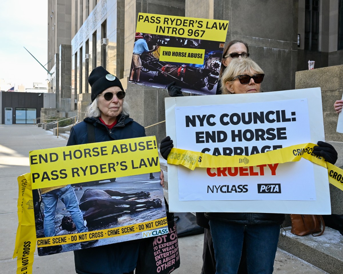 While trial for alleged horse abuser Ian McKeever is postponed, animal rights activists demand passage of Ryder's Law 4