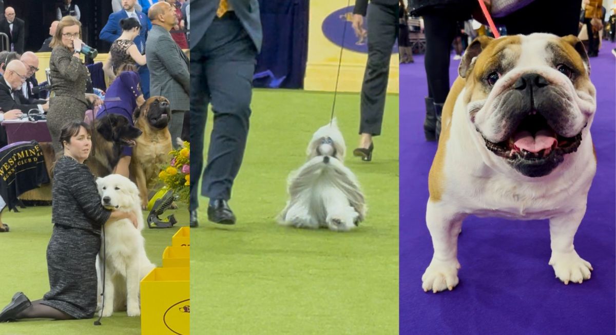 Looking back at the Westminster Dog Show: Not Best in Show, but still the best 3