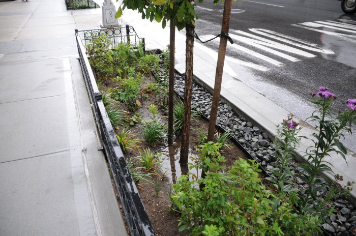 rain garden in NYC during the day with plants 