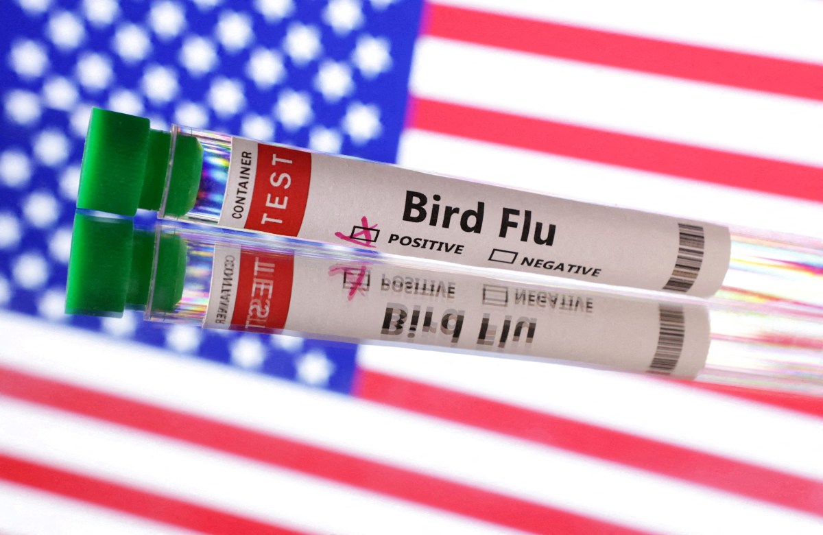 Bird flu: Two NYC cats die in cases linked to raw cat food product 2 Vials of bird flu