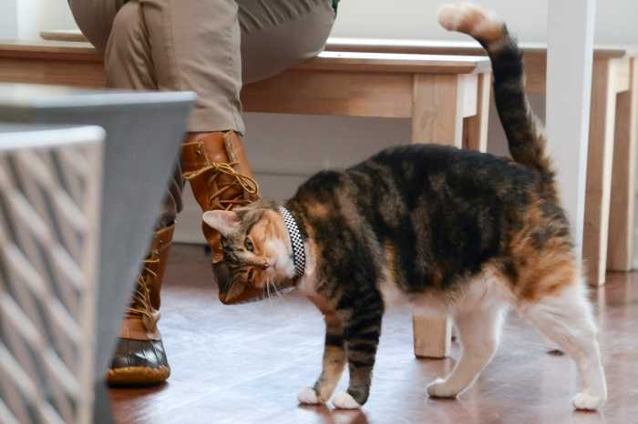 Check out these cat cafes in New York City and Long Island 6 Calico cat rubbing its head and ears against a seated person's foot.