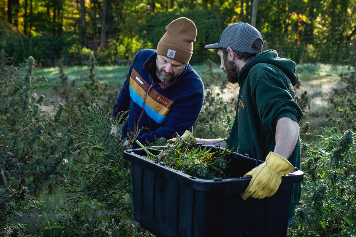 Workers harvest cannabis for Ayrloom's products.