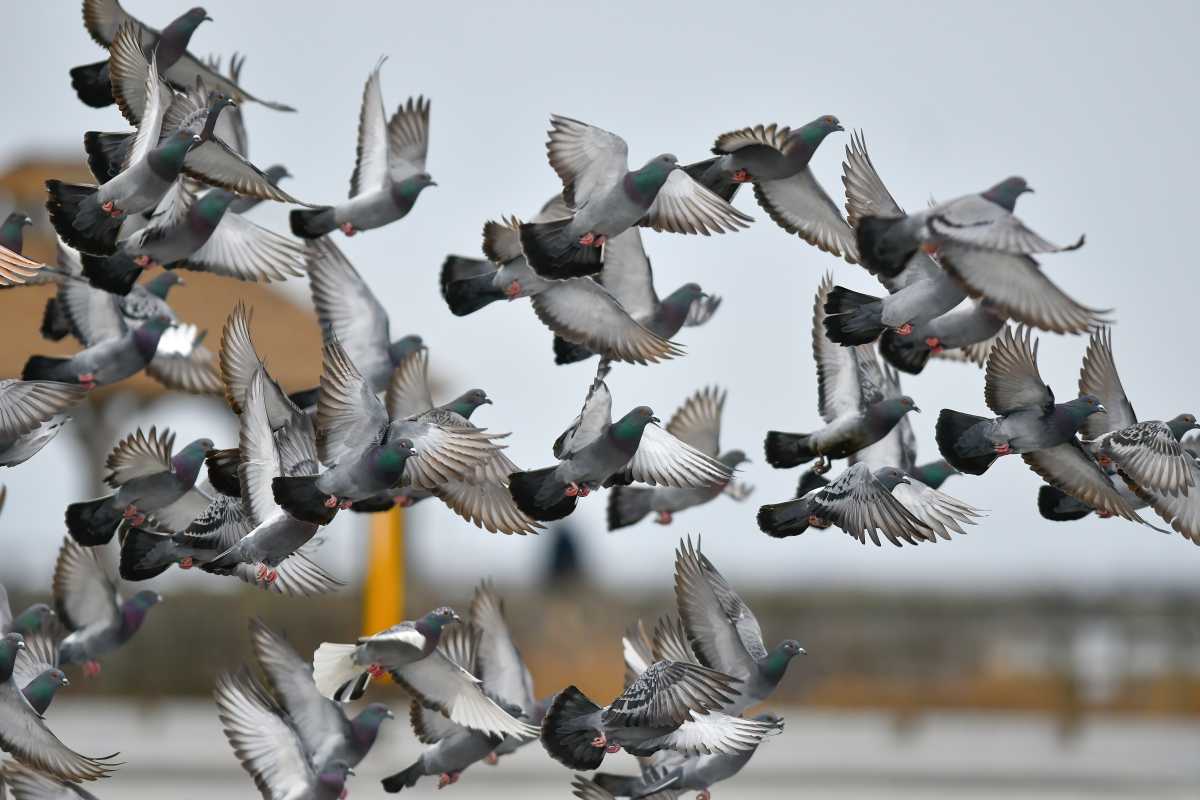 EXCLUSIVE | Cops cuff Pennsylvania man for catching pigeons in Manhattan park; had truck full of birds 2 Pigeons in NYC