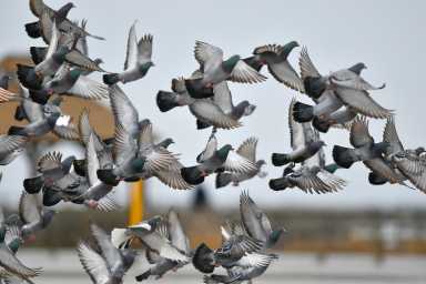 Pigeons in NYC