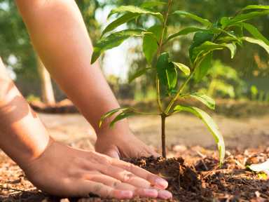 Save Plant concept,Close up male hand planting over green and morning sunlight environment