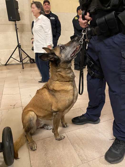 MTA dog who is part of the K-9 unit