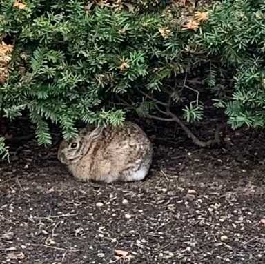 One of many rabbits who live in NYC area, lounging on dirt below shrubery