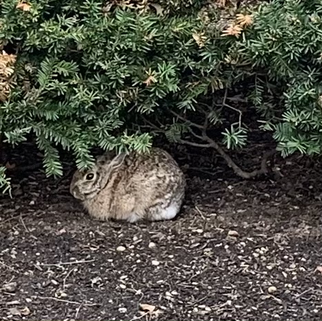 One of many rabbits who live in NYC area, lounging on dirt below shrubery