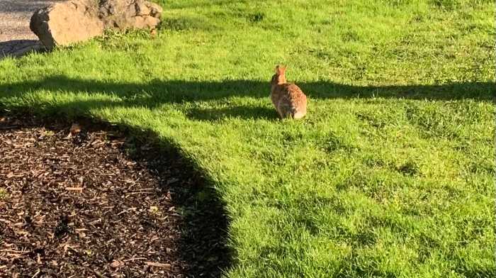 The real rabbits of NYC: Take a stroll through real bunny trails found in parks throughout the boroughs 2 rabbit in grass