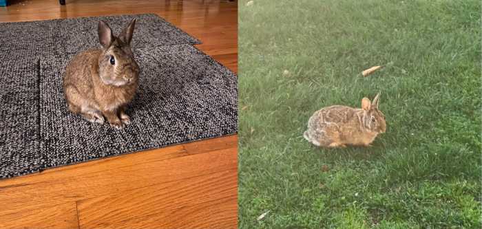 a pet rabbit and a wild rabbit