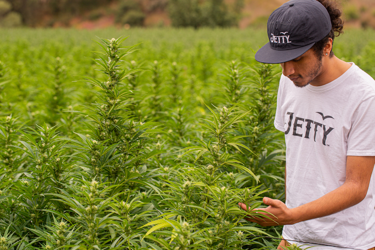 Jetty Extracts expands the Shelter Project, program providing free cannabis to low-income cancer patients, to New York 2 The Jetty Extracts farm.