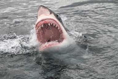 Great white shark similar to that from Jaws