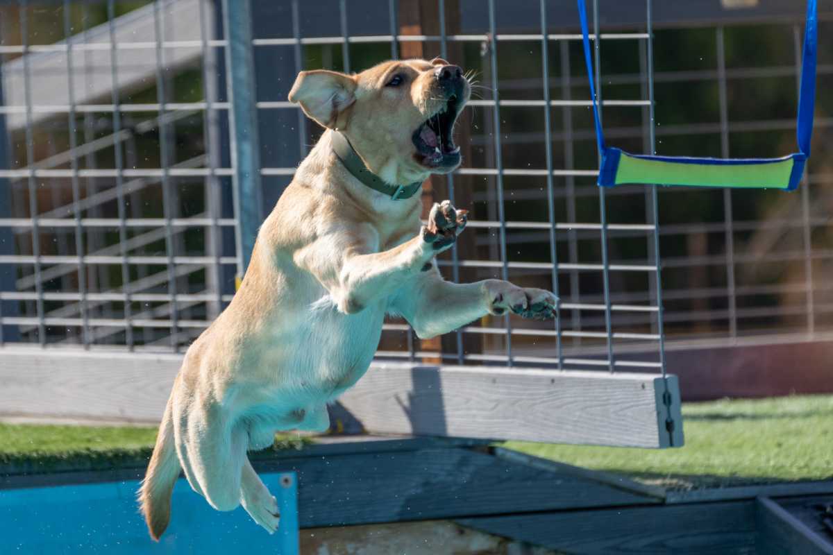 Yellow Labrador Retriever dog jumping off a dock for a bumper toy