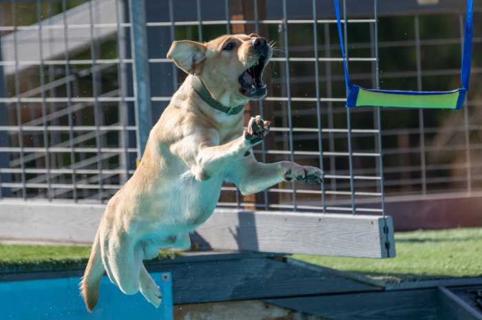 Yellow Labrador Retriever dog jumping off a dock for a bumper toy