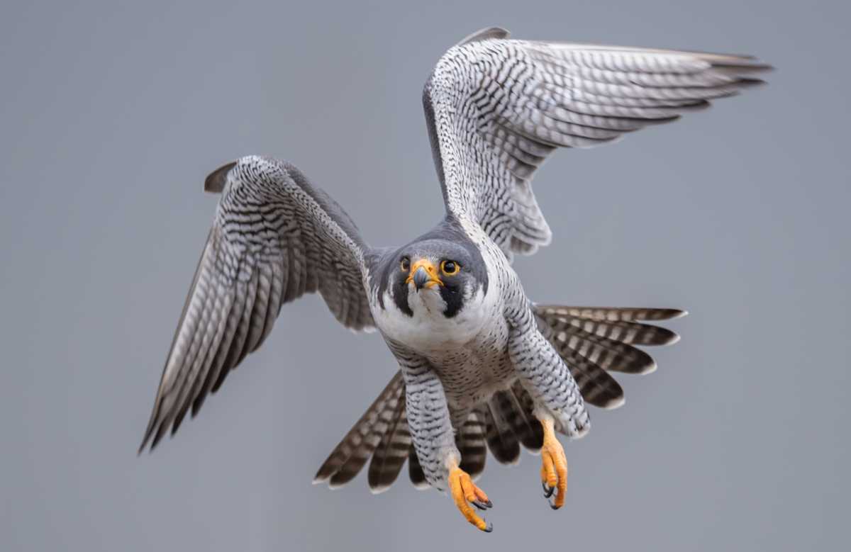 Falcon Flying Against Clear Sky
