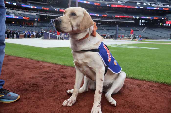 Buddy Mets VetDog