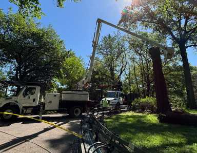 Crews take down tree in Central Park near Strawberry Fields