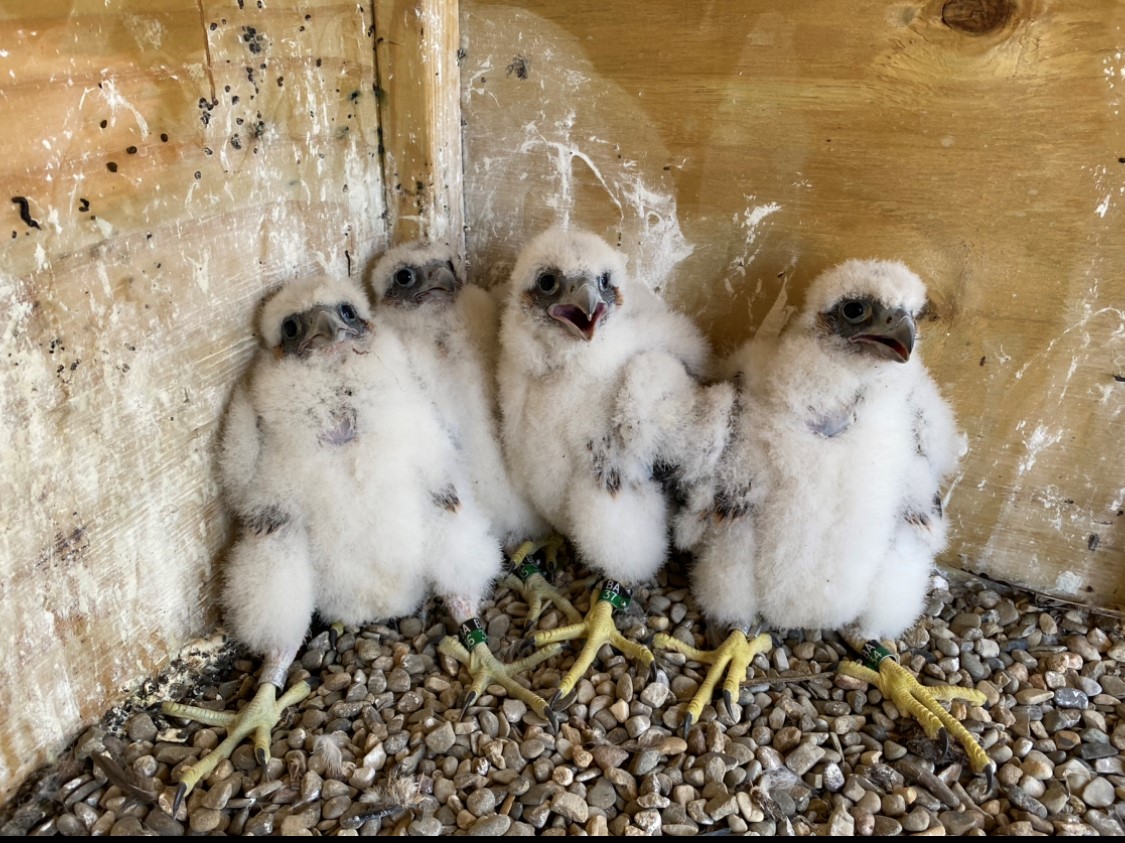 New falcon chicks waiting to be banded in 2023.
