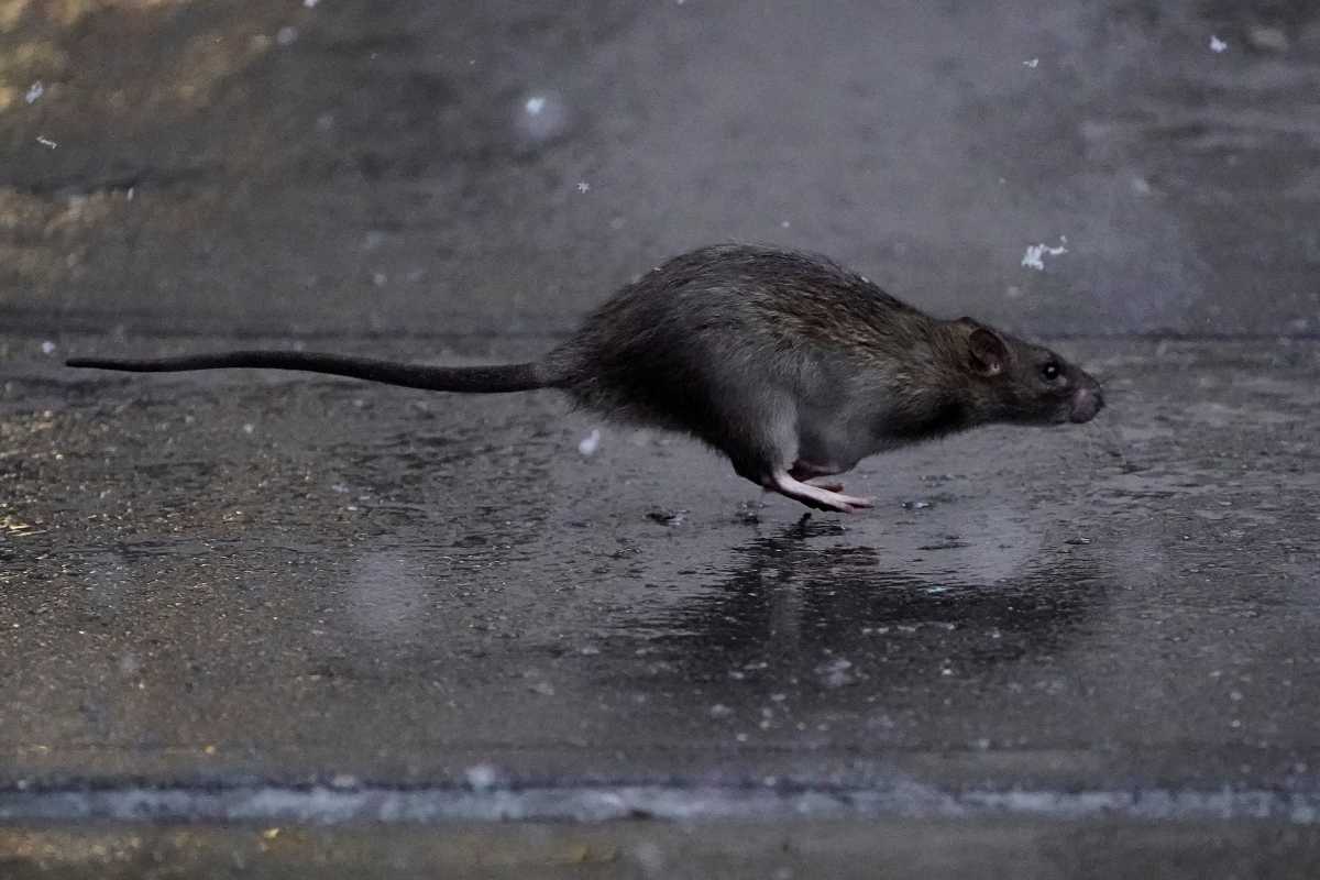 NYC teams expand war on rats with deadly gas strategy in street tree beds 4