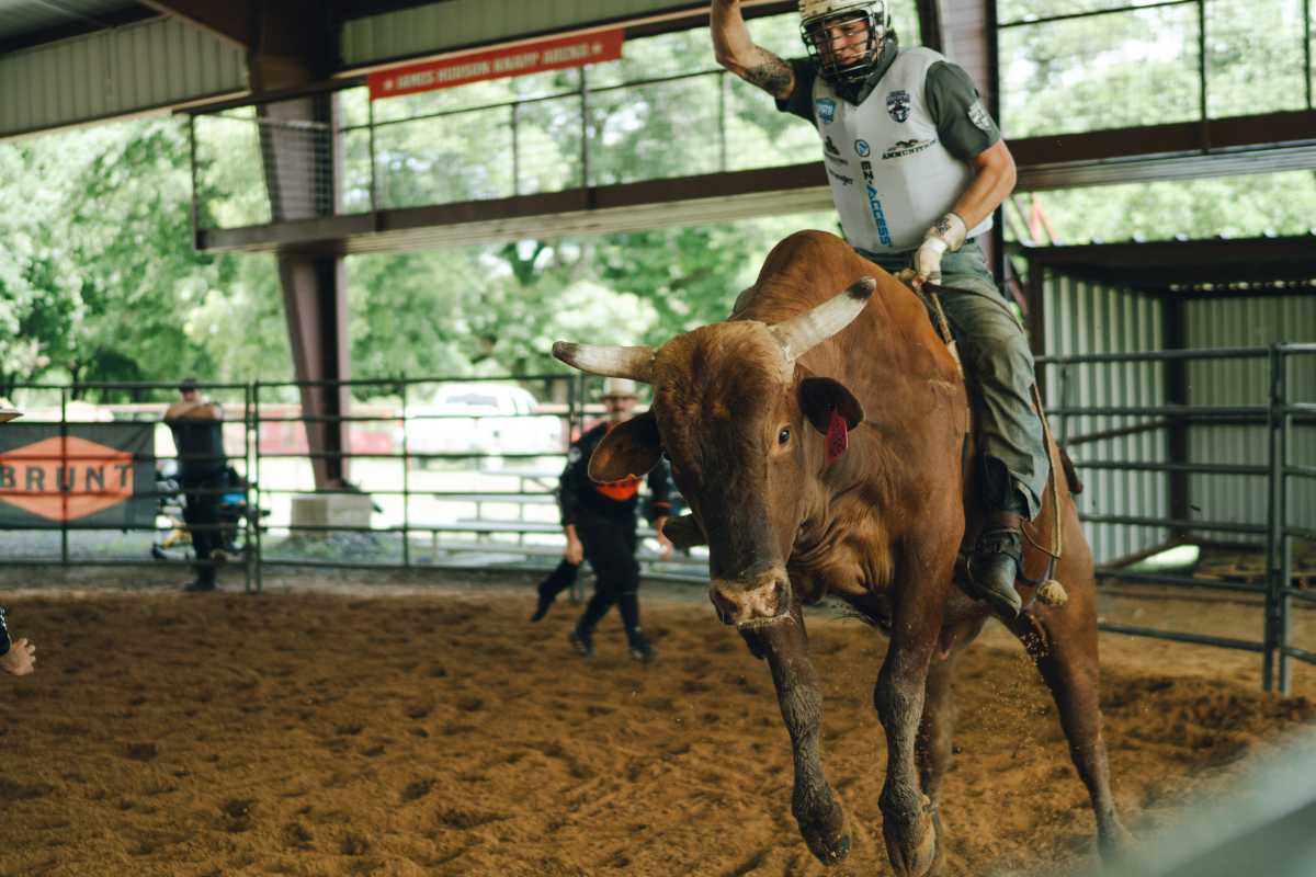 a bull rider for the New York Mavericks rides a bull in a practice pen