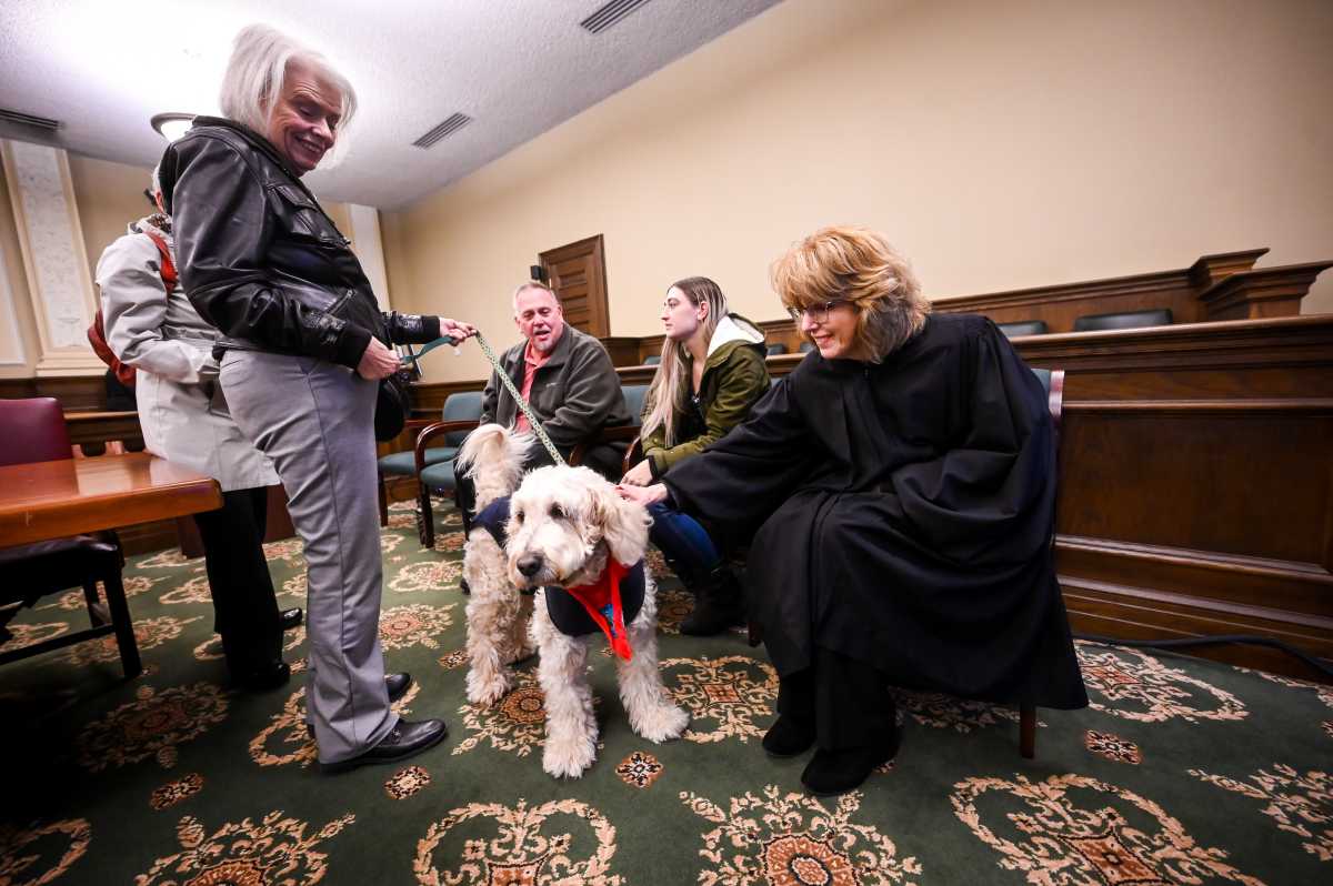 Court Canines