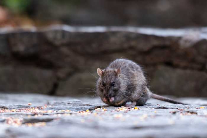 A rodent is seen eating seeds in New York, NY, United States
