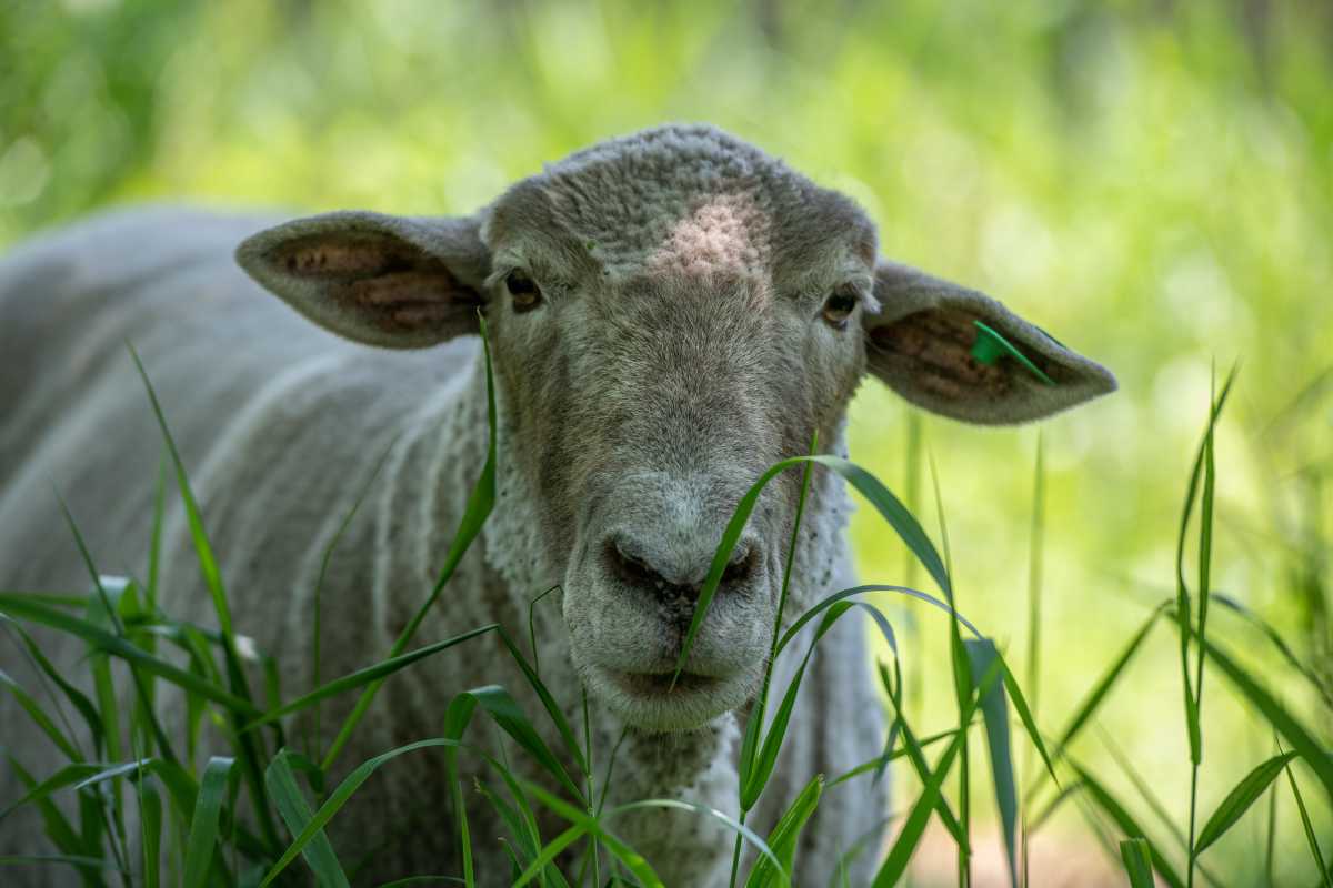 A governors island sheep