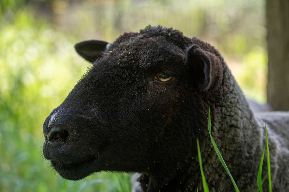 A governors island sheep