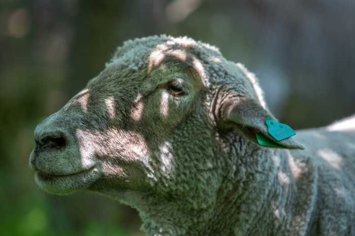 A governors island sheep