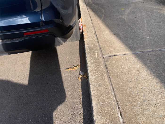 car parked next to a curb that has litter on a street with street-cleaning rules in NYC