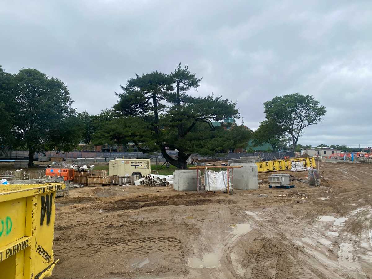The historic Japanese white pine tree during construction at the new Belmont Park