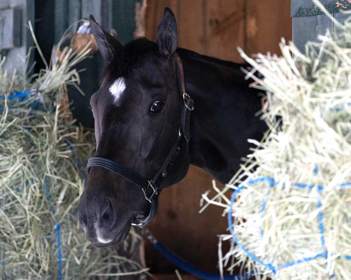 Belmont Stakes contender Rodriguez