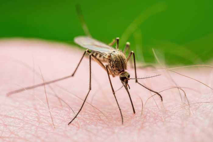 Malaria Infected Mosquito Bite. Leishmaniasis, Encephalitis, Yellow Fever, Dengue, Malaria Disease, Mayaro or Zika Virus Infectious Culex Mosquitoe Parasite Insect Macro.